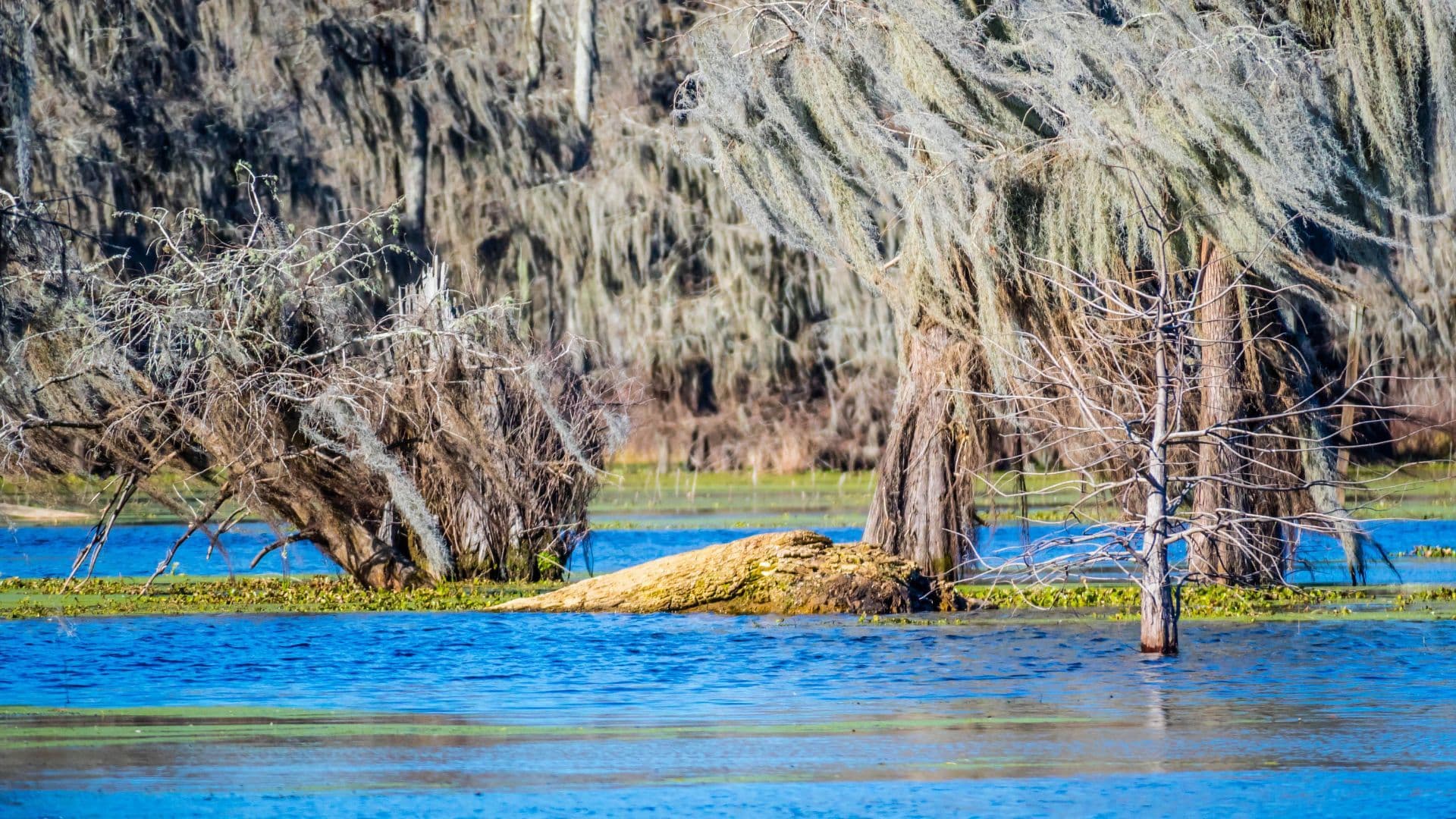 Lake Martin sunken Cypress