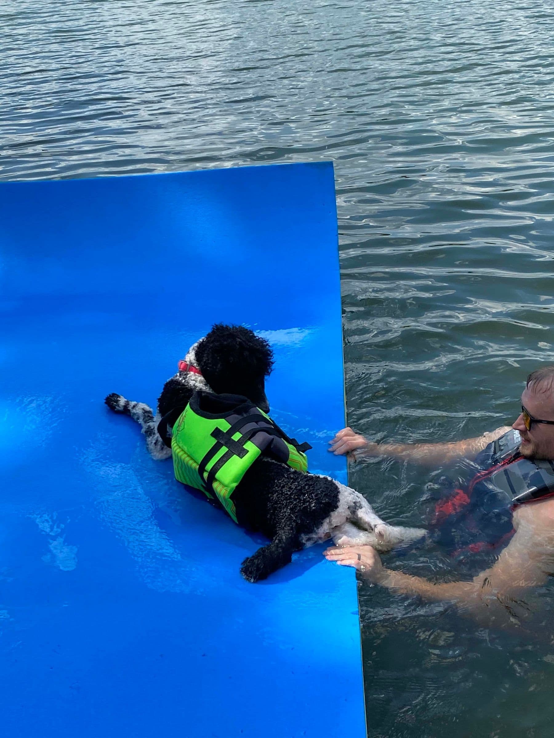 Black and white poodle in a life jacket on a blue lily pad in the lake
